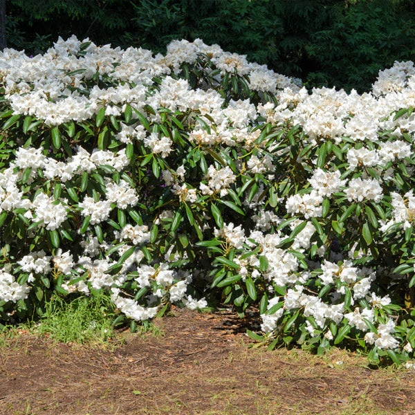 White Rhododendron Shrub 3 White Rhododendron Shrub
