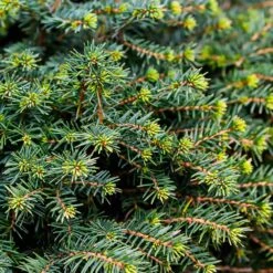 White Spruce Tree 10 White Spruce Tree -GreenNest Shop White Spruce Tree 3 BB