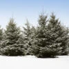 White Spruce Tree -GreenNest Shop White Spruce Tree 600x600 f1197077 9142 4a0b ac8d f73c3407f36a