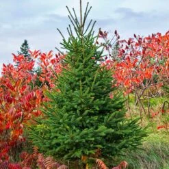 White Spruce Tree 9 White Spruce Tree -GreenNest Shop White Spruce Tree 6 BB
