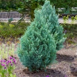 Wichita Blue Juniper Tree 11 Wichita Blue Juniper Tree -GreenNest Shop Wichita Blue Juniper 4