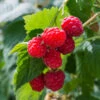 Willamette Red Raspberry Bush -GreenNest Shop Wiliamette Raspberry BB 600x600 4c8a8898 624c 4962 9944 f862cb7ccdcb