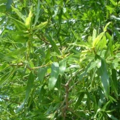 Willow Oak Tree -GreenNest Shop Willow Oak 3