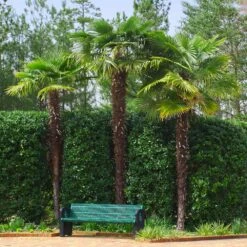 Windmill Palm Tree -GreenNest Shop Windmill Palm 9