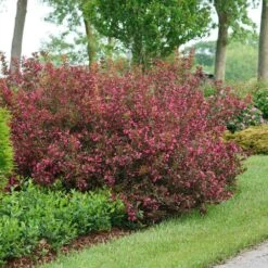 Wine & Roses® Weigela Shrub -GreenNest Shop Wine and Roses Weigela 2 BB