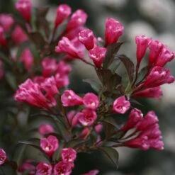 Wine & Roses® Weigela Shrub -GreenNest Shop Wine and Roses Weigela 3 FGT