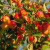 Winesap Apple Tree -GreenNest Shop Winesap Apples BB 600x600 63808b7d 3456 4831 b8d3 d7dabac6dd59