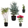 Cold-Hardy Winter Interest Kit -GreenNest Shop Winter Evergreens 600x600 57cc4440 870f 453d 9ab3 737696cac56c