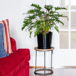 Xanadu Philodendron (Winterbourn) Plant 12 Xanadu Philodendron (Winterbourn) Plant -GreenNest Shop Xanadu Winterbourn10