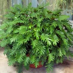 Xanadu Philodendron (Winterbourn) Plant 13 Xanadu Philodendron (Winterbourn) Plant -GreenNest Shop Xanadu Winterbourn2