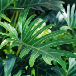 Xanadu Philodendron (Winterbourn) Plant 14 Xanadu Philodendron (Winterbourn) Plant -GreenNest Shop Xanadu Winterbourn3