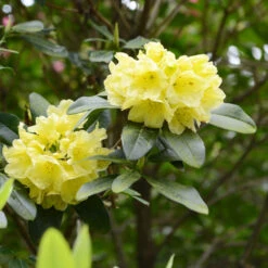 Yellow Rhododendron Shrub -GreenNest Shop Yellow Rhododendron 2 BB