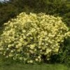 Yellow Rhododendron Shrub -GreenNest Shop Yellow Rhododendron BB 600x600 e8119591 8323 4fc9 8292 02de3bcbd286