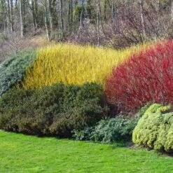 Yellow Twig Dogwood Shrub 12 Yellow Twig Dogwood Shrub -GreenNest Shop Yellow Twig Dogwood 1