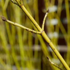 Yellow Twig Dogwood Shrub 14 Yellow Twig Dogwood Shrub -GreenNest Shop Yellow Twig Dogwood 5 BB