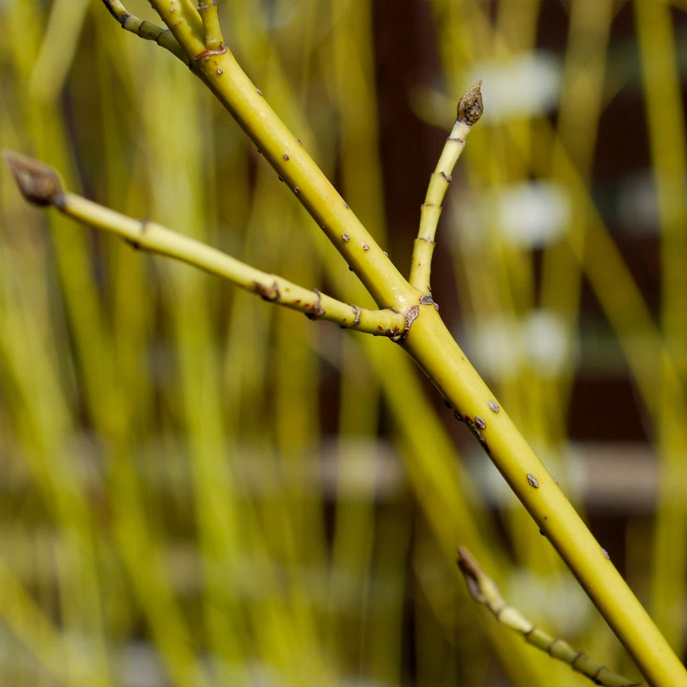 Yellow Twig Dogwood Shrub 7 Yellow Twig Dogwood Shrub - Image 5
