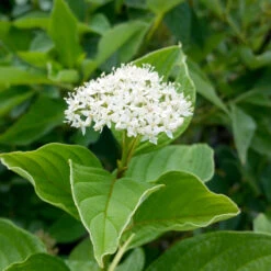 Yellow Twig Dogwood Shrub 15 Yellow Twig Dogwood Shrub -GreenNest Shop Yellow Twig Dogwood 7 BB