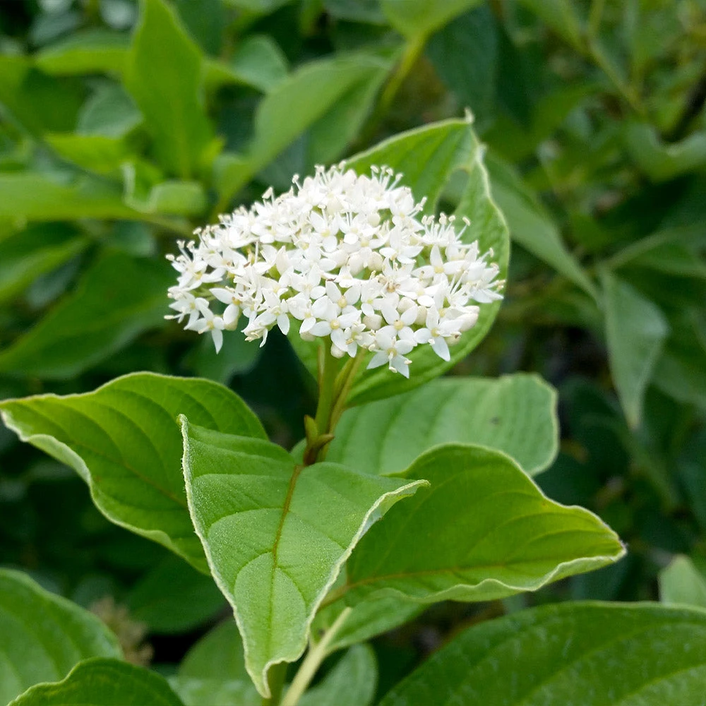 Yellow Twig Dogwood Shrub 8 Yellow Twig Dogwood Shrub - Image 6