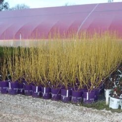 Yellow Twig Dogwood Shrub 17 Yellow Twig Dogwood Shrub -GreenNest Shop Yellow Twig Dogwood 8
