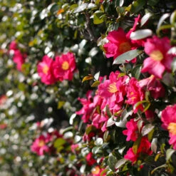 Yuletide Camellia Shrub -GreenNest Shop Yuletide Camellia 2 BB