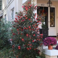 Yuletide Camellia Shrub -GreenNest Shop Yuletide Camellia 4 BB