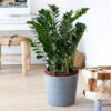 ZZ Plant 2 ZZ Plant -GreenNest Shop ZZplant BB 600x600 84ca92c3 bd7e 4091 8773 1f99e84bf193