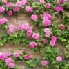 Zephirine Drouhin Climbing Rose -GreenNest Shop Zephirine Drouhin Rose 1 BB