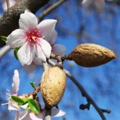 NE Plus Almond Tree -GreenNest Shop almond neplus3 400 01
