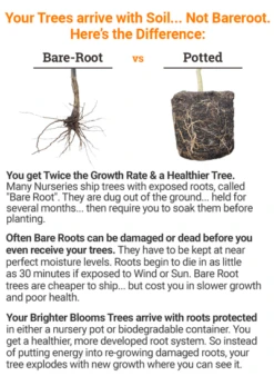 Azurri Blue Satin® Rose Of Sharon Althea Tree -GreenNest Shop bareroot vs potted 2018 mz 400 16