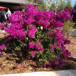 Purple Queen Bougainvillea Shrub -GreenNest Shop bougainvillea purple 400