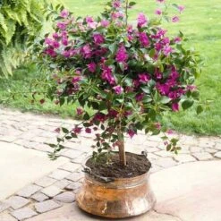 Purple Queen Bougainvillea Shrub -GreenNest Shop bougainvillea purple travis 400 01