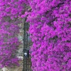 Purple Queen Bougainvillea Shrub -GreenNest Shop bougainvillea purple2 400 01