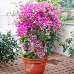 Purple Queen Bougainvillea Shrub -GreenNest Shop bougainvillea purplequeen 5 400 01