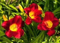 Pardon Me Daylily -GreenNest Shop daylily pardon me 1 400