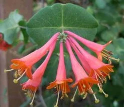 Scarlet Honeysuckle Vine -GreenNest Shop honeysuckle scarlet 1 400 01