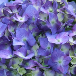 Let's Dance Blue Jangles Hydrangea Shrub 9 Let's Dance Blue Jangles Hydrangea Shrub -GreenNest Shop hydrangea lets dance blue jangles 3 0bbfbf95 9f1e 4afa 9d19 f8e0b26b3ef8