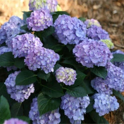 Let's Dance Blue Jangles Hydrangea Shrub