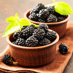 Kiowa Blackberry Bush 8 Kiowa Blackberry Bush -GreenNest Shop kiowa blackberry 3