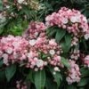 Olympic Fire Mountain Laurel Shrub -GreenNest Shop laurel 220 01
