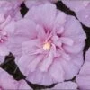 Lavender Rose Of Sharon Althea Shrub -GreenNest Shop lav hib 220