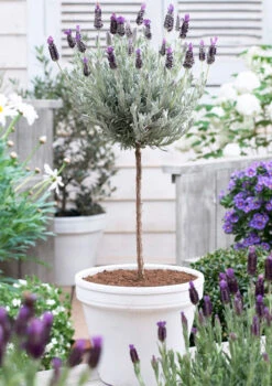 Lavender Standard Topiary Tree -GreenNest Shop lavender topiary 600