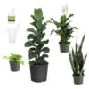 New Apartment House Plant Kit -GreenNest Shop new apartment 600x600 33320a3f d1d5 41fa 9159 eebeeabb67fa