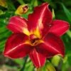 Pardon Me Daylily