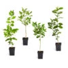 Citrus Tree Variety Kit -GreenNest Shop pkg 1 Mey Persian Lime Calomon Navel 1 2 1QT 600x600 1e8de3b7 70e0 497f a96d ce3392e14619