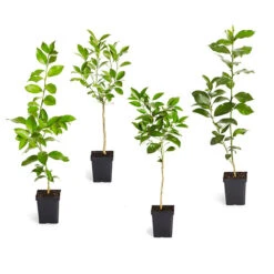 Citrus Tree Variety Kit