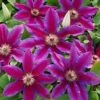 Fireworks Clematis Vine