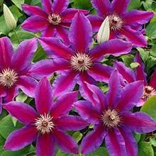 Fireworks Clematis Vine
