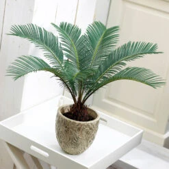 Sago Palm Tree 13 Sago Palm Tree -GreenNest Shop sago palm 1 BB