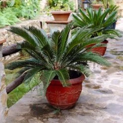 Sago Palm Tree 14 Sago Palm Tree -GreenNest Shop sago palm 2 BB