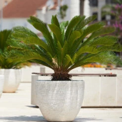 Sago Palm Tree 12 Sago Palm Tree -GreenNest Shop sago palm 3 BB